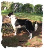 Black and white Border Collie female Molly